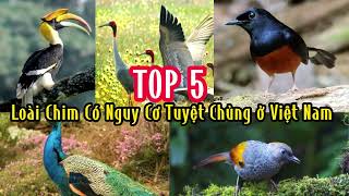 Top 5 Loài chim quý hiếm nằm trong Sách Đỏ Việt Nam hiện đang có nguy cơ tuyệt chủng