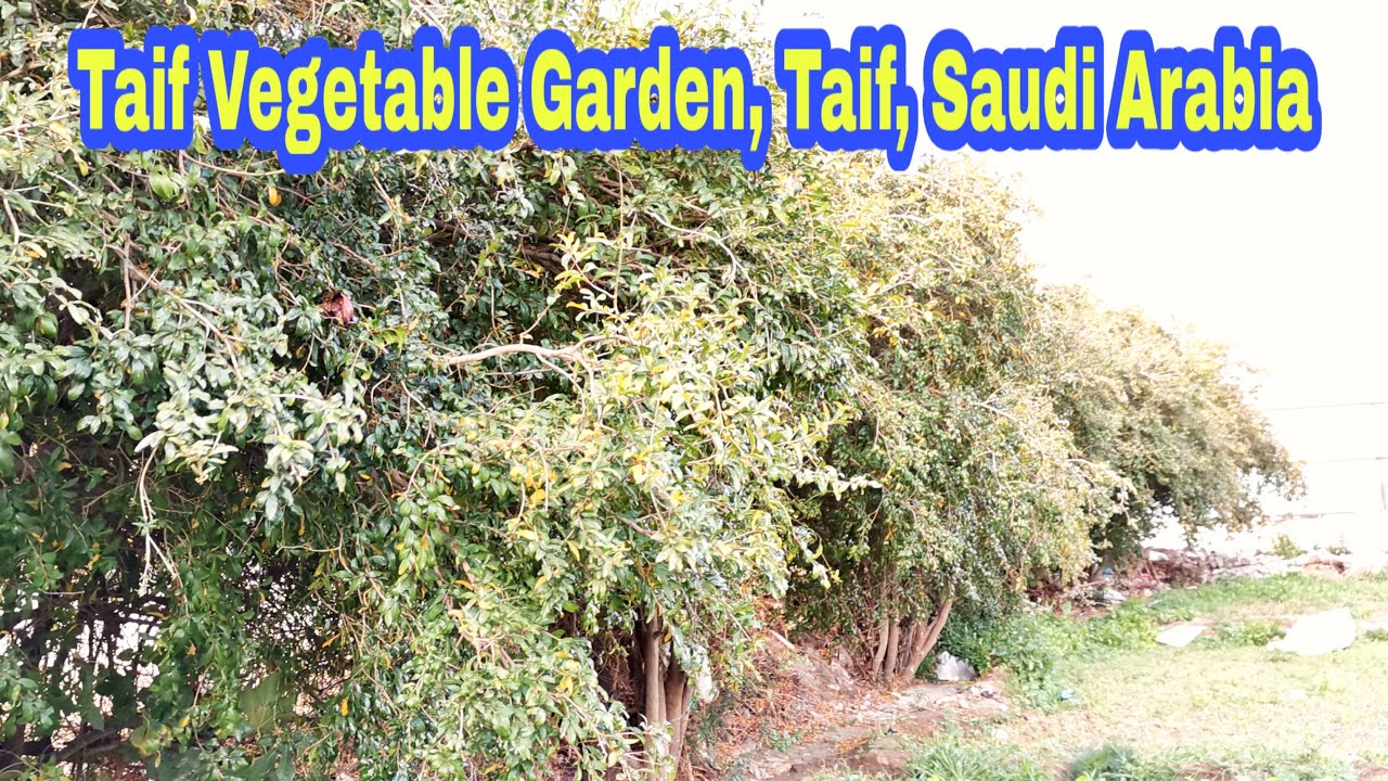 Vegetable Garden In Taif, Saudi Arab/ Vlog  39