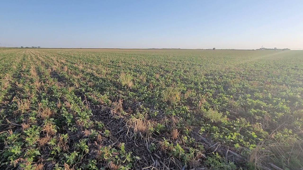 Regeneratively farmed high protein soybeans, Field tour and crop stand June 20th 2021.  IT WORKED!!!