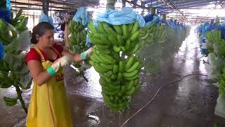 Circuito productivo de la banana screenshot 5