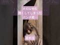 パンチ君の宝物が…#がんばれパンチ #パンチくん #市川市動植物園 #shorts
