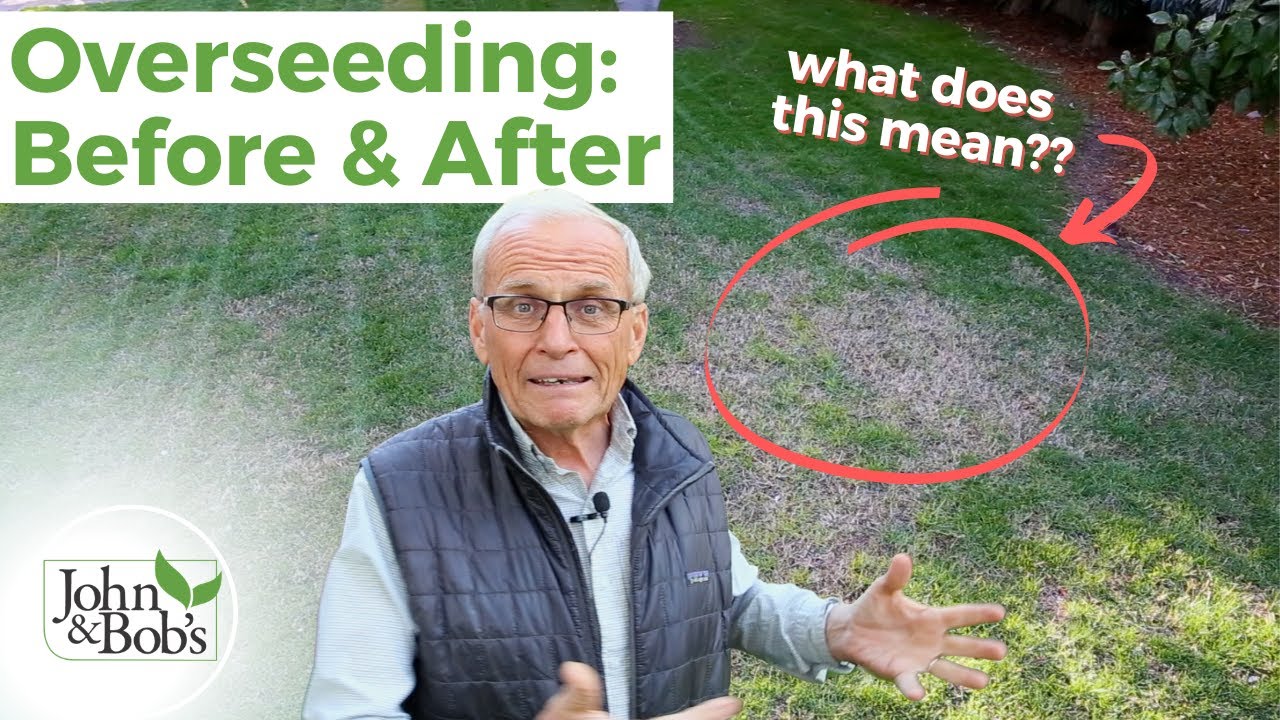 Overseeding Lawn in the Spring Update | Before & After - YouTube