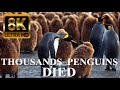 SAVE OUR PLANET 8K - Thousands of PENGUINS DIED in Antarctica