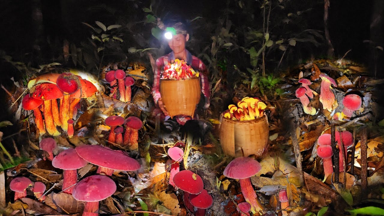 หมานๆโพดๆๆโพๆๆ!! เห็ดผึ้งแดงขาลายหมู่ใหญ่ๆ ขาใหญ่ๆดอกสวยๆ!! 6 พฤษภาคม 2568 หมานหมานครับ