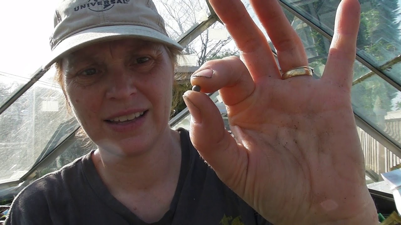 Mid April Update - Part 537 - Claire's Allotment