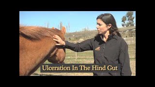 How To Understanding Equine Diarrhea