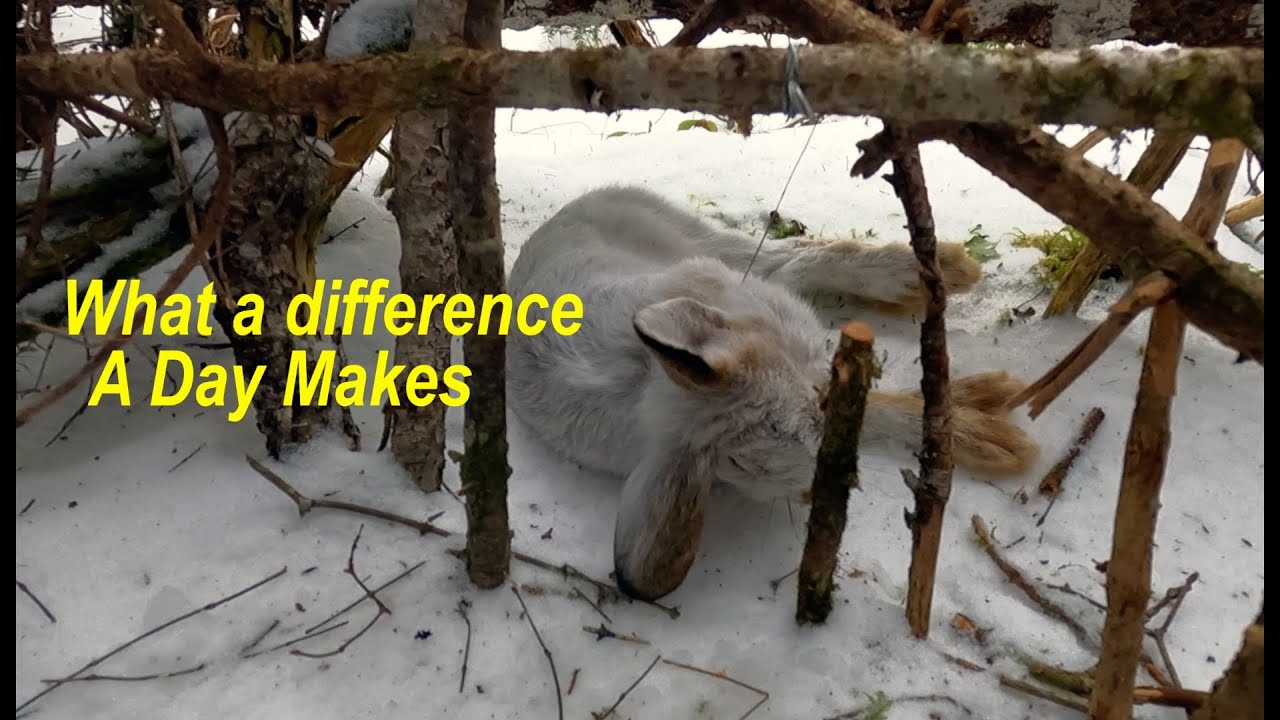 What A Difference A Day Makes (Rabbit Snaring Episode 5) Success on the
