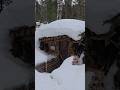 Snowed-In Forest Dugout ❄️
