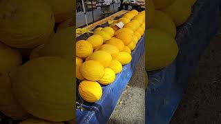 Turkey , Large, Yellow Melons From Turkey
