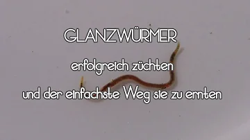 Sind Glanzwürmer gefährlich?