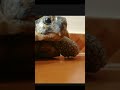 ايه اللي هيحصل للسلحفاه لو اتقلبت على ظهرها ايه اللي هيحصل للسلحفاه لو اتقلبت على ظهرها