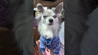 Chihuahua Families…😭 #funnydogs #funnyyshorts #chihuahua #chihuahualife