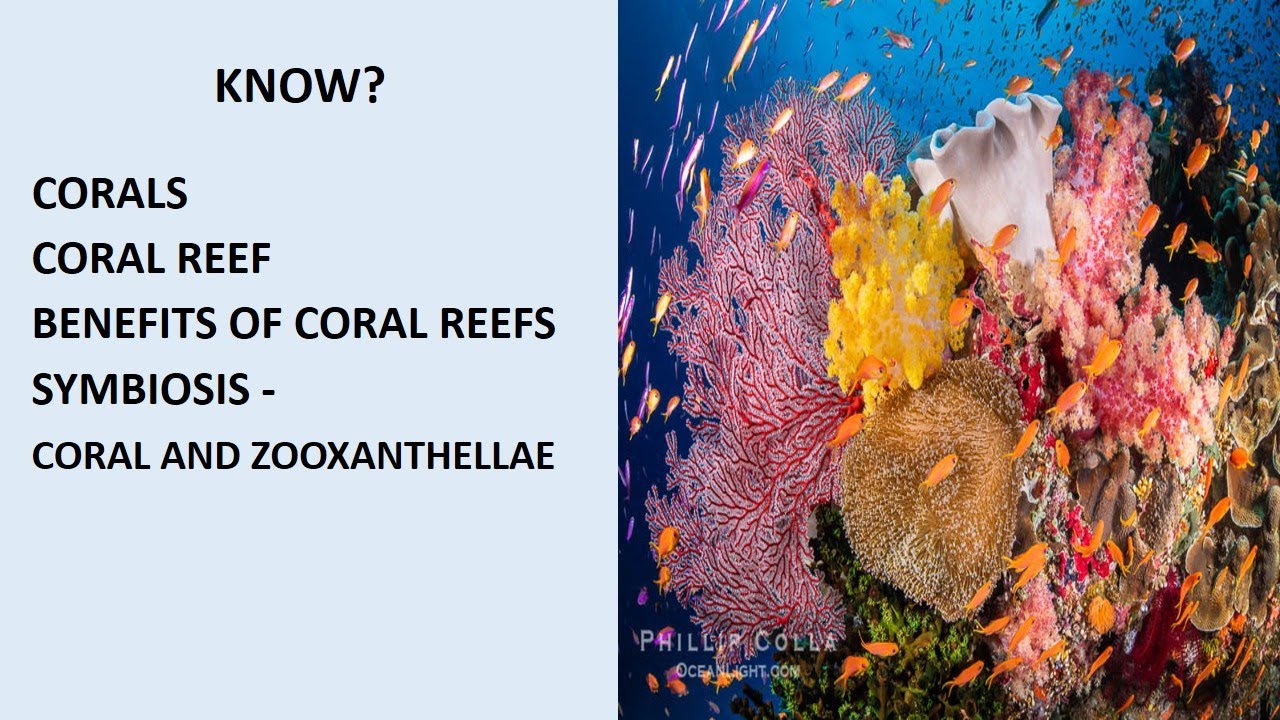 What are corals? coral reefs Benefits of coral reefs