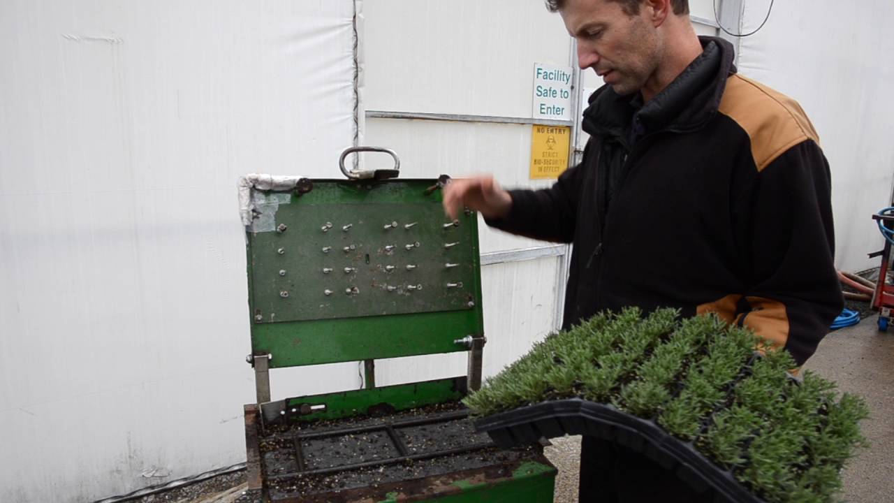How to successfully and efficiently dislodge and pot up your Lavender