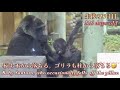 柱に登って遊んでる最中、油断し過ぎて落下しちゃった赤ちゃんゴリラ⭐️Gorilla【京都市動物園】Baby Santaro, who occasionally falls off the pillar