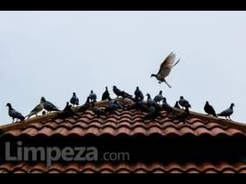 Como fazer para se livrar de pombos na sua casa