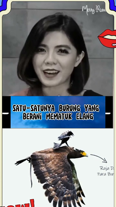 Merry Riana burung elang dan gagak #shorts #merryriana #burungelang