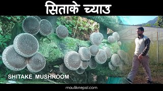 ८०० मुढामा फलाउँदै सिताके च्याउ, किन र कसरी गर्ने खेती ?How to do Shiitake Mushroom Farming in Nepal