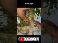 Injerto por taladro