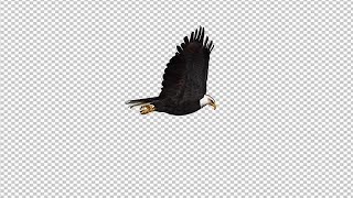 Eagle Stock Motion Graphics