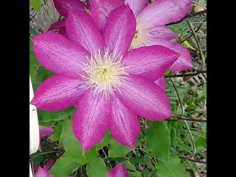 Vídeo: Riqueza De Variedades De Clematis