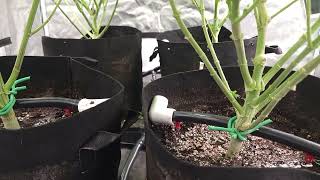 Intents Growing - Grow Weed Easy Day 20 Flower Indoor Cannabis Marsh Hydro FCE 4800 LED Grow Light