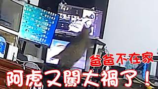 貓咪小短篇-爸爸不在家…阿虎又闖大禍了！