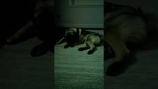 #norwegianelkhound #puppy #zeus