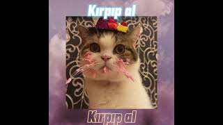 Komik Kedi Fotoğrafları