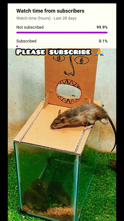 Best mouse trap idea/creative mouse trap@Lãohạc-q6m #rat #mousetrap #animals