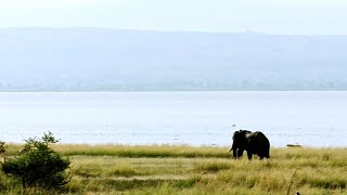 Inside Africa's Fight to Save Elephants from Poaching
