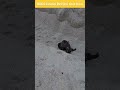 Watch a Baby Turtle's desperate scramble for the sea after hatching