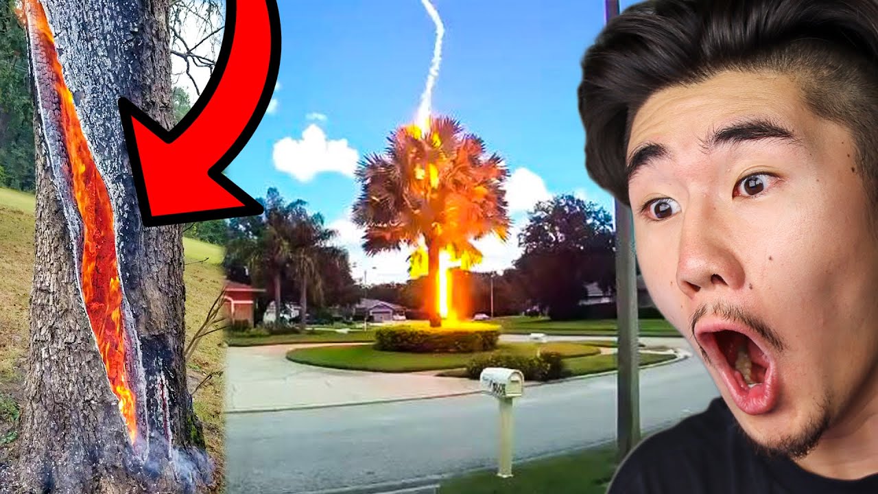 DIT GEBEURT ER WANNEER BLIKSEM EEN BOOM RAAKT...🤯