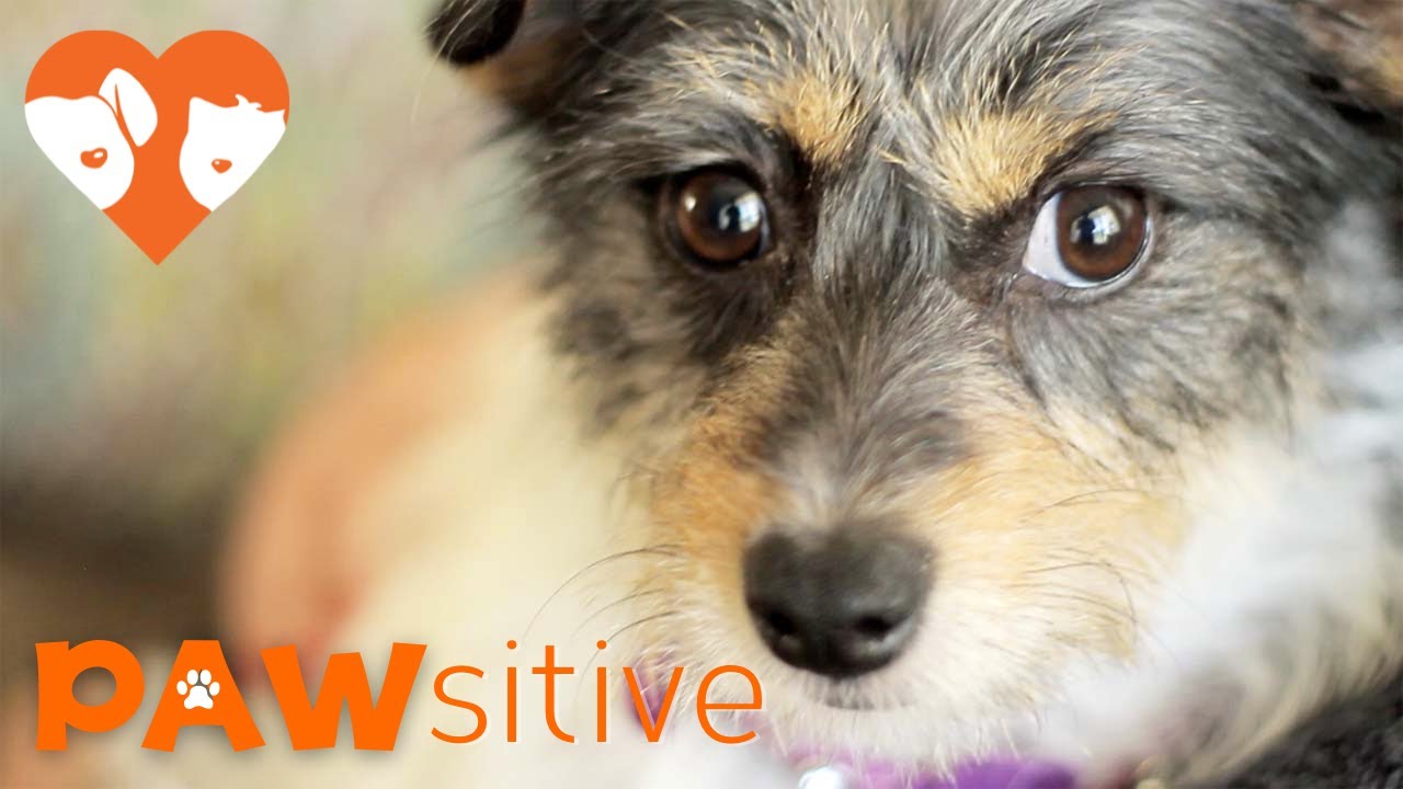 puppy paradise Woman Living 2,000 Miles Away Saves Injured Terrier Hit By Car