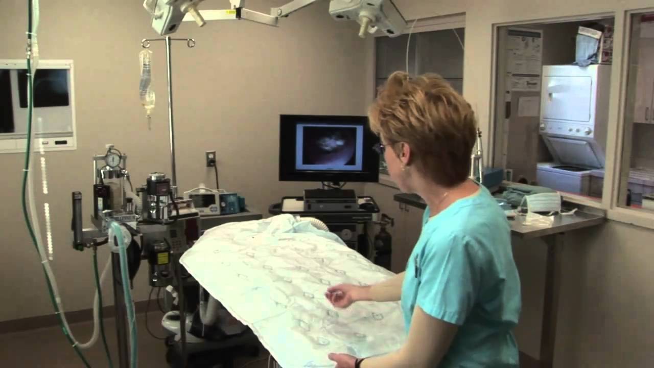 Martin Downs Animal Hospital Surgical Suite Bair Hugger YouTube