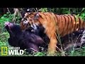 Combat entre un tigre et un sanglier - Les animaux déraillent