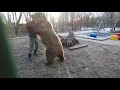 Вольная борьба с медведем