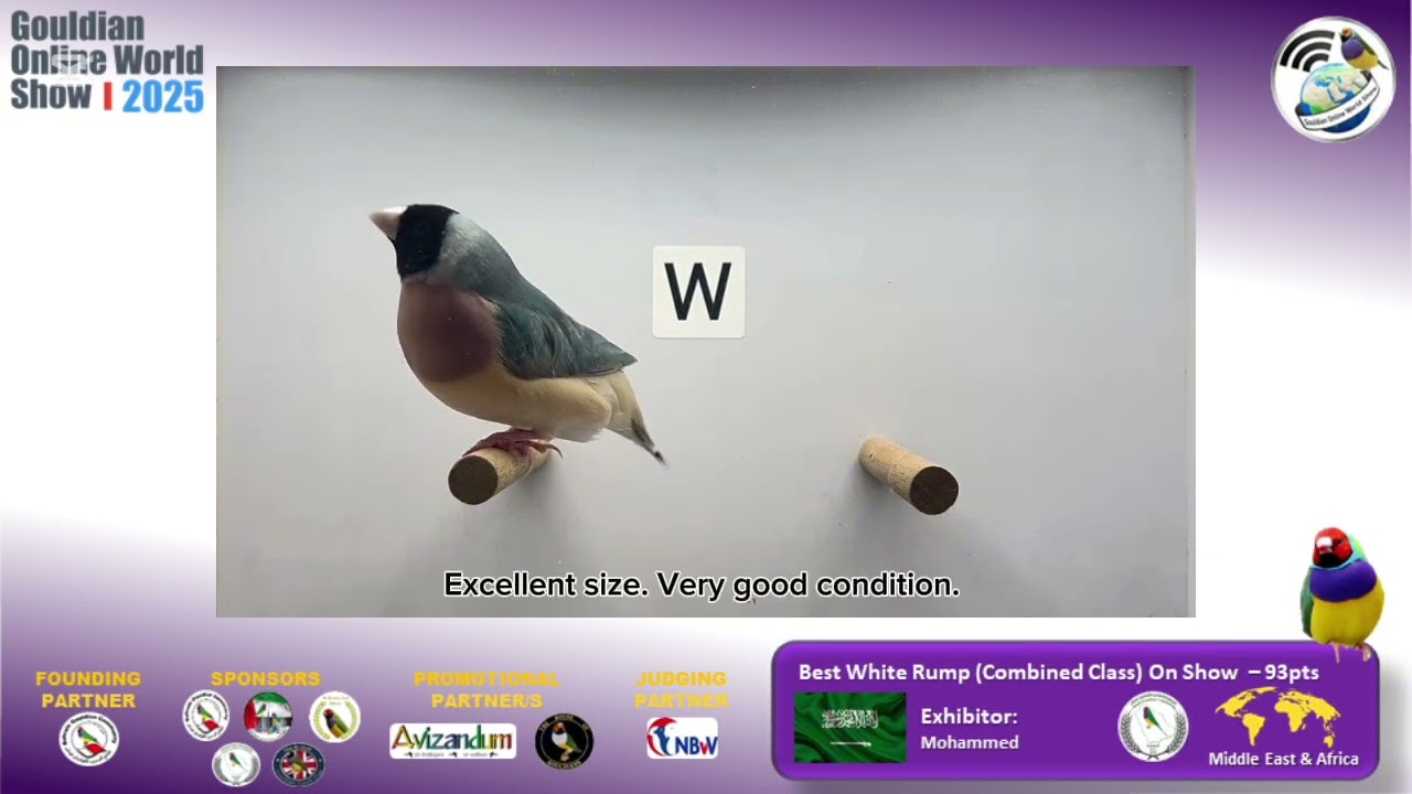 Best white rump (combined class) on show.