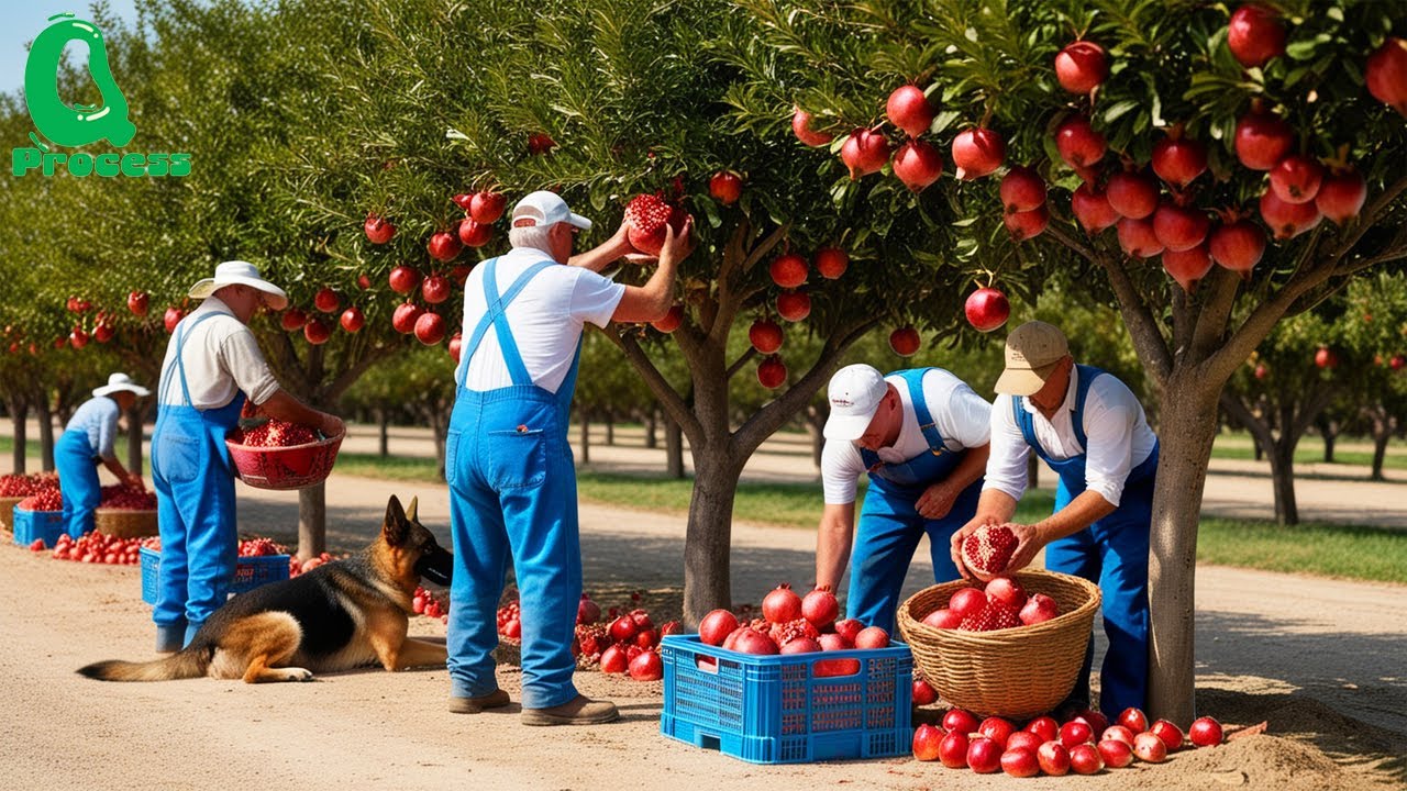 Harvest and Process Hundreds of Tons of Pomegranates - Amazing Modern Agricultural Technology