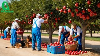 Harvest and Process Hundreds of Tons of Pomegranates - Amazing Modern Agricultural Technology Harvest And Process Hundreds Of Tons Of Pomegranates Modern Agricultural Technology
