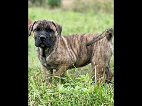 Щенки Преса Канарио (Канарского Дога).