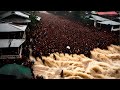 Tens of thousands of victims! Asia is in prayer after record floods in Java, Indonesia