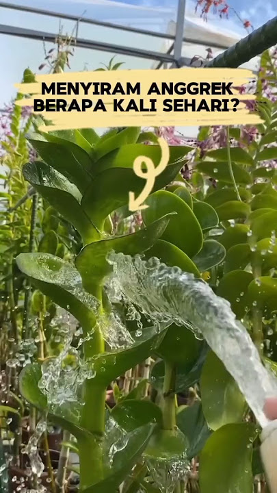 Menyiram Anggrek berapa hari sekali?? #tipsberkebun #tipsmerawatanggrek
