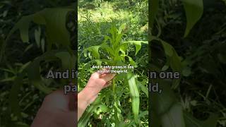 The tragedy of American wild lettuce