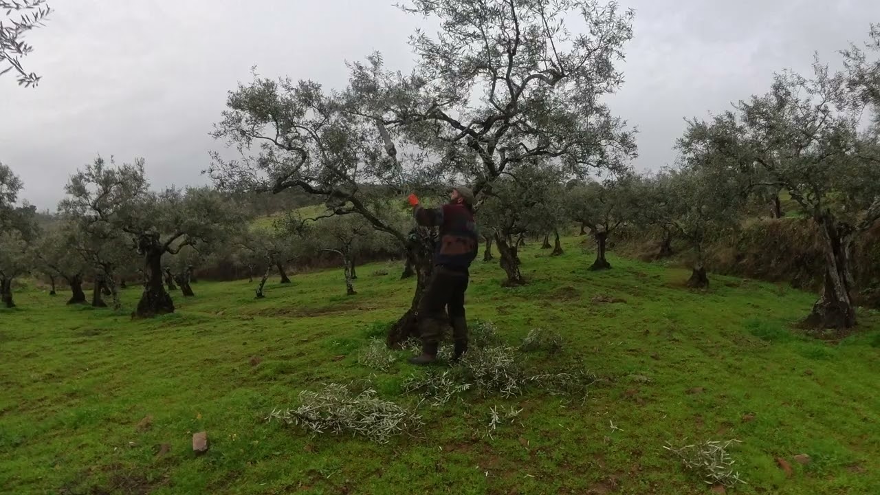 Poda de olivos