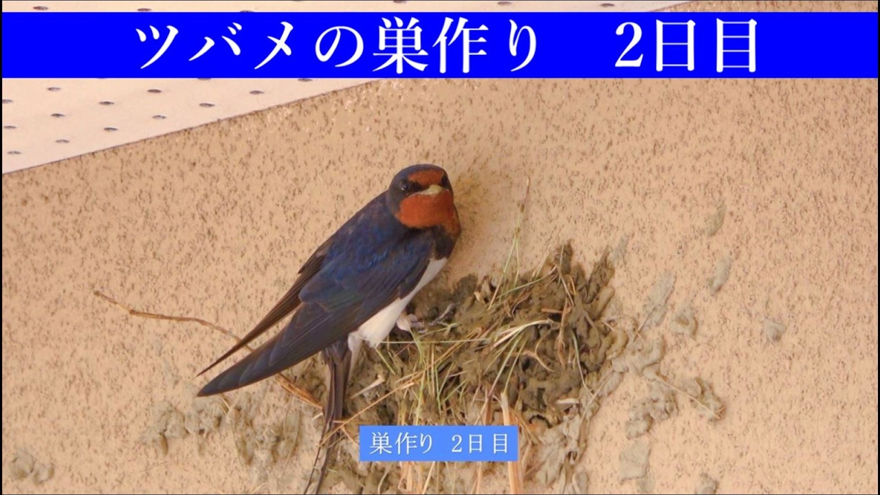 美巣ツバメの巣2個 ツバメの巣作り2日目 - YouTube