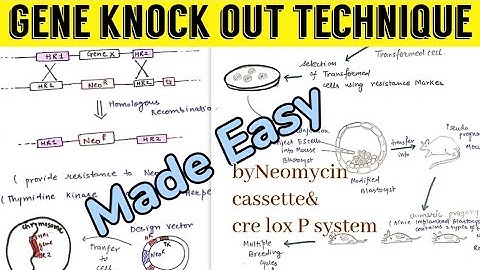 Gene Knock Out Technique ||Neomycin cassette || Cre Lox P system|| 🤩🤩