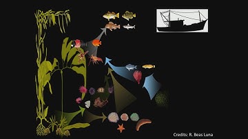 Fiorenza Micheli Presents: Climate change impacts on kelp forest ecosystems