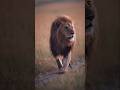 how to save yourself from lions!! #fyp #shorts #lion