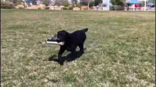 Payton's first time retrieving from the Bumper Boy